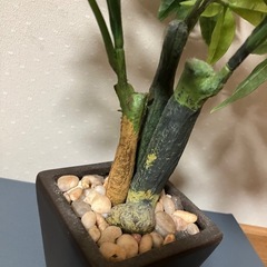 フェイク観葉植物　インテリアの画像