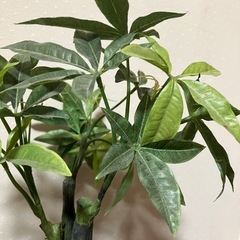 フェイク観葉植物　インテリアの画像