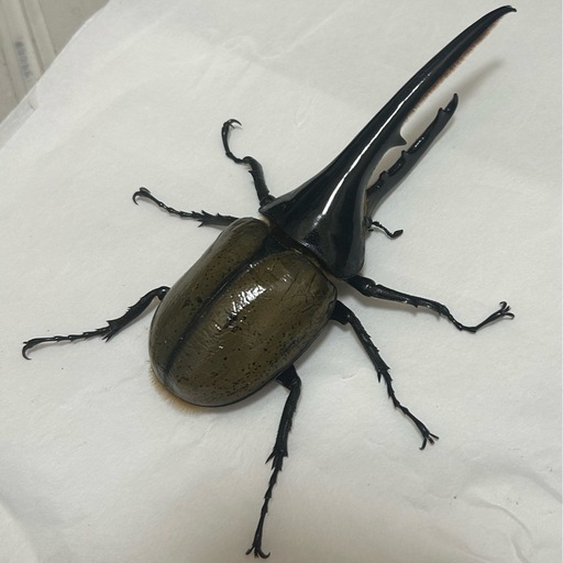 DHヘラクレス ヘラクレスオオカブト（ヘラクレス・ヘラクレス） ♂♀ペア （CBF1）