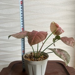 【観葉植物】シンゴニウムの画像