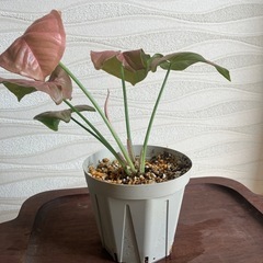 【観葉植物】シンゴニウムの画像