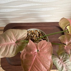 【観葉植物】シンゴニウムの画像