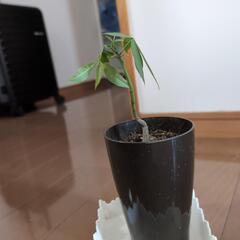 パキラ挿し木苗➕️実生株2つセットの画像