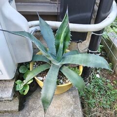 アガベ フェロックスの画像