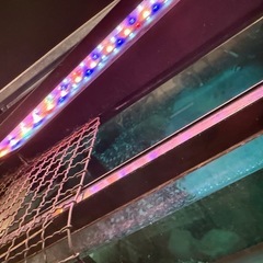 【お話中】ガラス水槽 ライトなどの画像