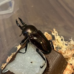 ニジイロクワガタ♂の画像