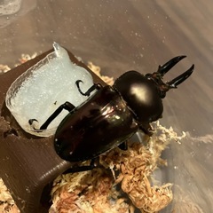 ニジイロクワガタ♂の画像