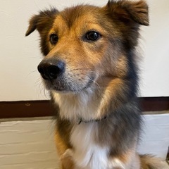 大切にしてくれる里親さん募集！2019年生まれの優しい男の子🐶