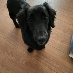 ミニチュアダックス　
