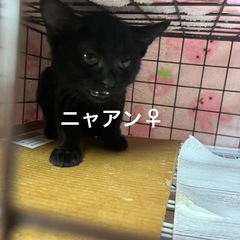 生後3ヶ月と1歳くらいの母猫
