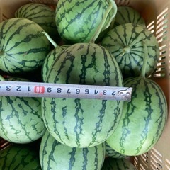 (限定)こだまスイカの画像