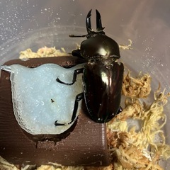 ニジイロクワガタ♂の画像