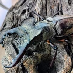 ミヤマクワガタ♂2匹の画像