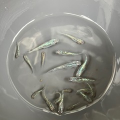 サファイアメダカ　若魚10匹の画像