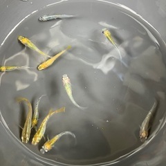 サファイアメダカ　若魚10匹の画像