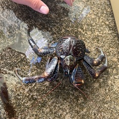 ヤシガニの画像