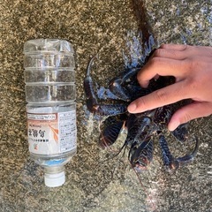 ヤシガニの画像
