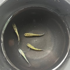 メダカ　狂骨雷鳴　2ペアの画像