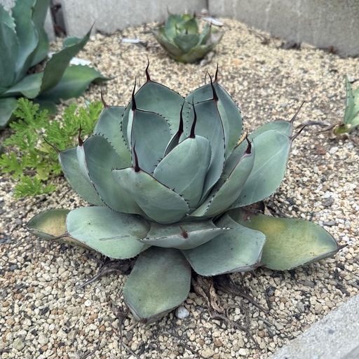 アガベ パリー US実生選抜株 葉周り約35センチ