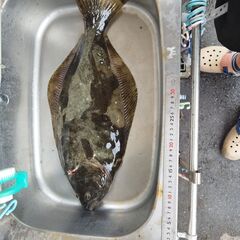 ヒラメ約55ｃｍ　本日受け取り1名のみ　　　の画像