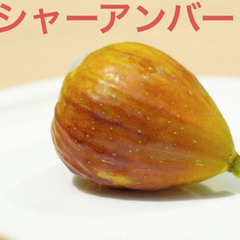 イチジク苗【シャーアンバー】飛び出しポット入り│強健＆豊産性の優等生、ハニータイプの決定版の画像