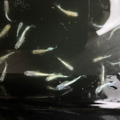 若魚　マリアージュキッシングワイドフィン　メダカ　数量自由の画像