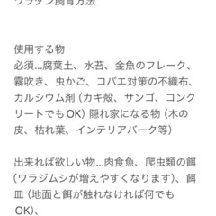 【ワラダン】オカダンゴムシアルビノT +   10匹の画像