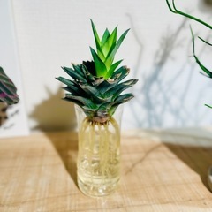 🉐水耕栽培！台湾パイナップル！夏らしい観葉植物！グリーンインテリアとしてオシャレの画像