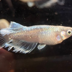 稚魚　マリアージュキッシングワイドフィン　メダカ　数量自由の画像