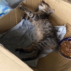 ☆迷い猫ちゃんの飼い主さんを探してください☆