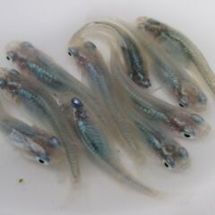 決まりました。メダカ「深海」幼魚 現物1０匹の画像
