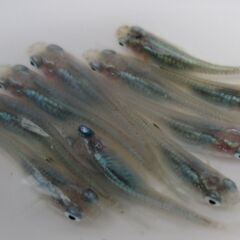 決まりました。メダカ「深海」幼魚 現物1０匹の画像