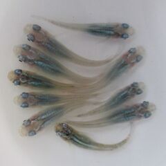 決まりました。メダカ「深海」幼魚 現物1０匹の画像
