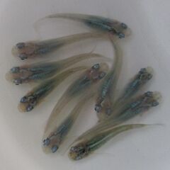 決まりました。メダカ「深海」幼魚 現物1０匹の画像