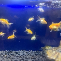 【里親募集】オランダ獅子頭　当歳魚3〜4cmの画像