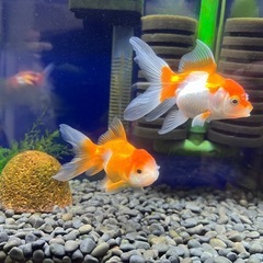 【里親募集】オランダ獅子頭　当歳魚3〜4cmの画像