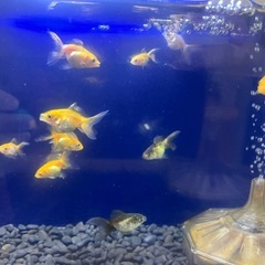 【里親募集】オランダ獅子頭　当歳魚3〜4cmの画像