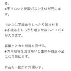 【ワラダン】サメハダダンゴムシ10匹の画像