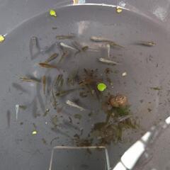 お話中もらって下さい雑種メダカと水草の画像