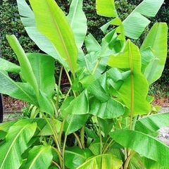 【1名様限定‼️】アケビバナナ🍌まげな（大きな）親株‼️の画像