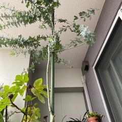 【値引き可】ミモザ　アカシア　銀葉ミモザ　の画像