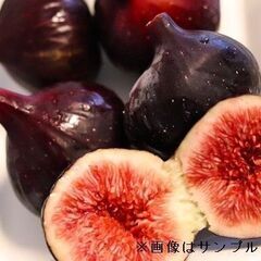 イチジク苗【ヌアールドカロン】強い甘味（最高糖度30度以上）と濃厚な風味、ねっりとした食感で、雨にも強く裂果しない特徴があり、最も甘い優良品種で樹上のケーキとも呼ばれています。  黒いダイヤと呼ばれるビオレソリエスと並び幻のいちじくと呼ばれます。着果が極めて少ないため市場出荷用経済栽培は困難な為、個人の栽培には最高の品種です。の画像