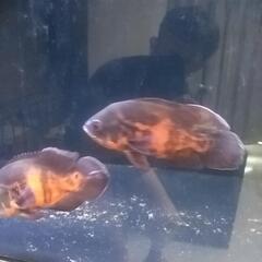 タイガーオスカーの画像
