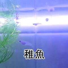 受け渡し者決まりました《サービス品》グッピー　稚魚15匹!!＋ｵﾏｹの画像