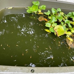めだかの画像