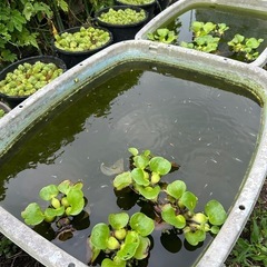 めだかの画像