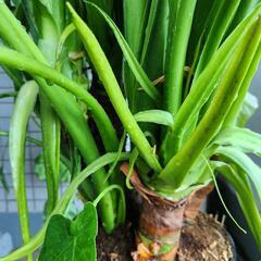 観葉植物　大型株　クワズイモ　165cm以上の画像