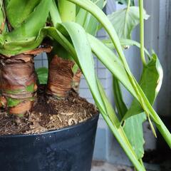 観葉植物　大型株　クワズイモ　165cm以上の画像