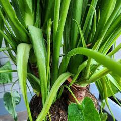 観葉植物　大型株　クワズイモ　165cm以上の画像