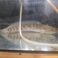 コウタイの画像